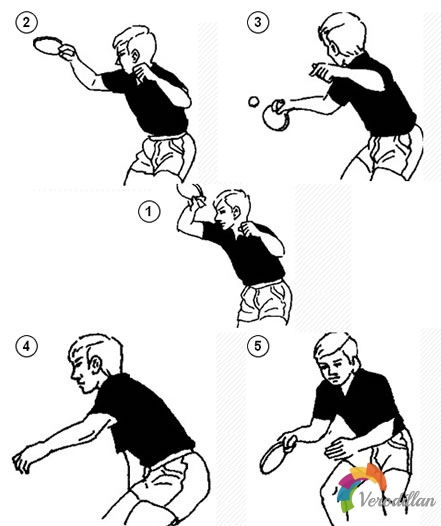 直拍正手前沖弧圈球動作要領(lǐng)圖解